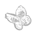 Dead Butterfly  icon