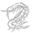 Red-Headed Centipede icon
