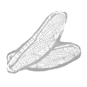Dragonfly Wings icon
