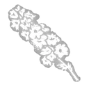 Memorial Flower icon