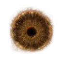 Lord's Rune