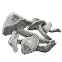 Whiteflesh Mushroom