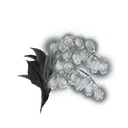 Grave Glovewort [9]