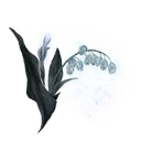 Ghost Glovewort [4]