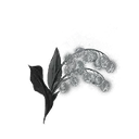 Grave Glovewort [5]