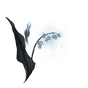 Ghost Glovewort [1]