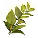 Herba