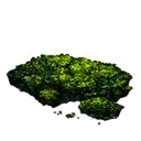 Cave Moss