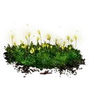 Budding Cave Moss