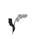 Grave Glovewort [1]