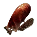 Land Octopus Ovary