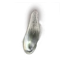 Pearlescent Scale