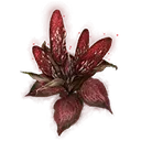Dragon's Calorbloom