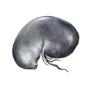 Larval Tear