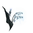 Ghost Glovewort [2]