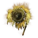 Golden Sunflower