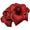 Sanguine Amaryllis
