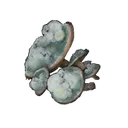 Toxic Mushroom