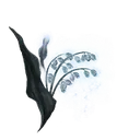 Ghost Glovewort [3]
