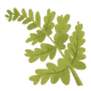 Delicate Frond icon